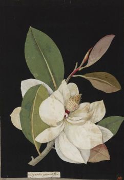 magnolia