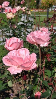 last-roses-of-summer