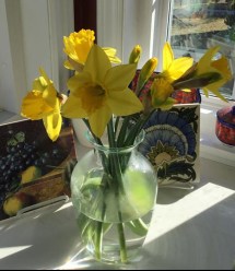 daffodils