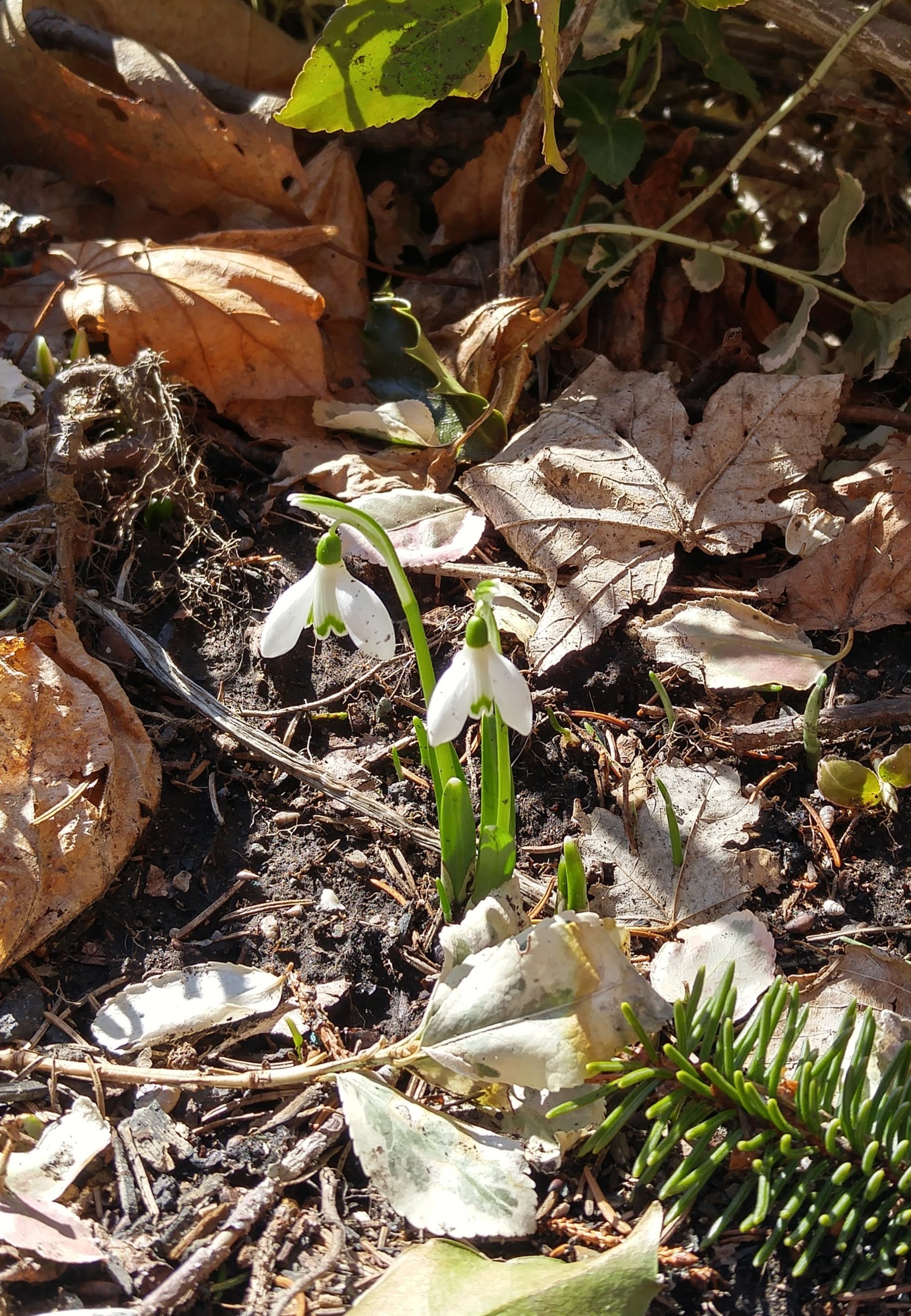 snowdrop